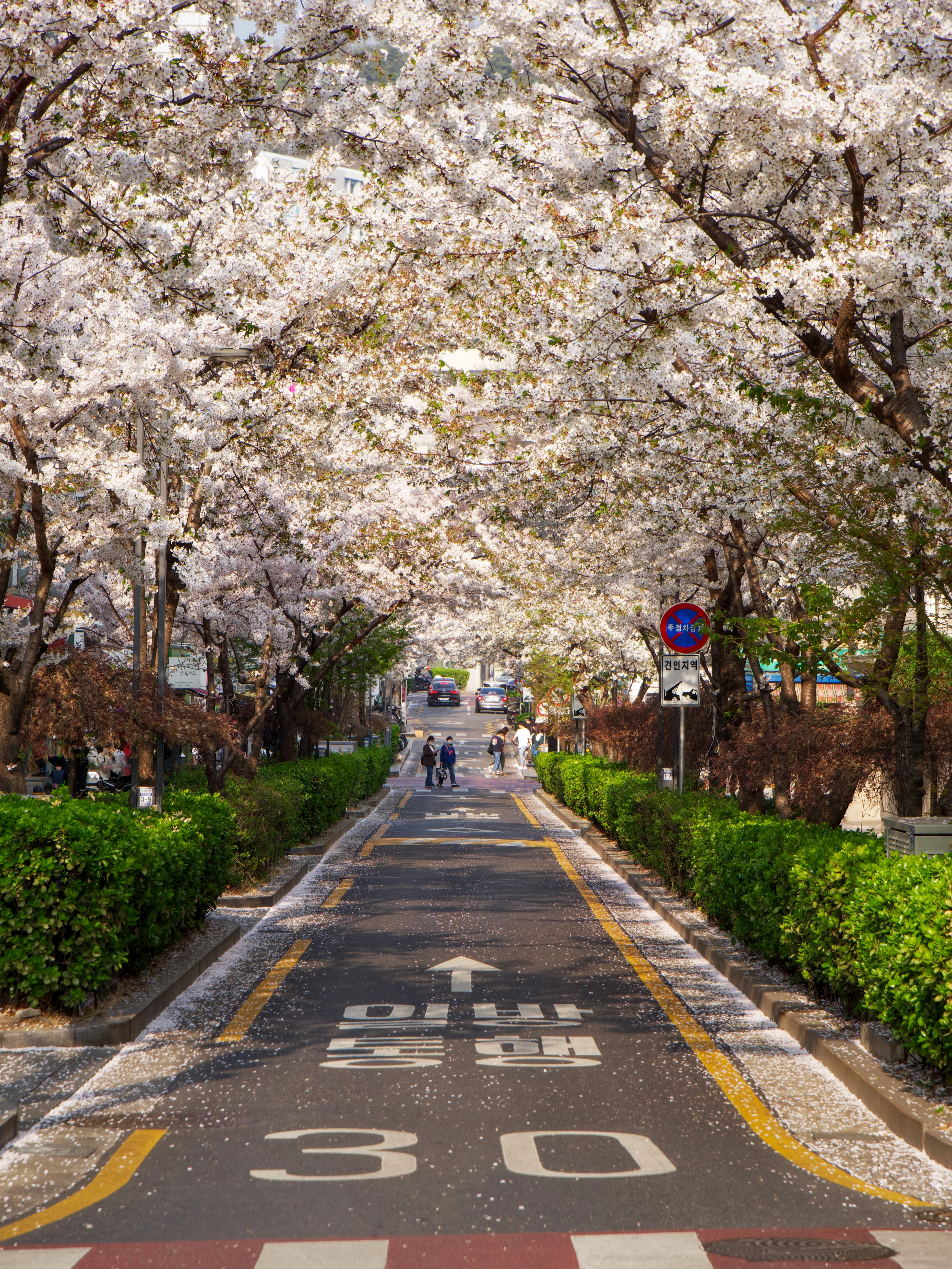 Cherry Blossoms Gallery - Picture 3